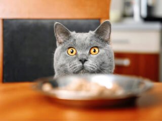 Bahaya Memberikan Makanan Manusia pada Kucing (Sumber: PT Unicharm Pet Indonesia)