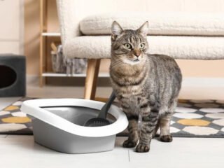 Ilustrasi Berita (Sumber: Unicharm Pet Indonesia)