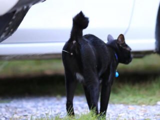 Ilustrasi Berita (Sumber: Unicharm Pet Indonesia)