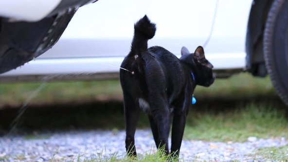 Ilustrasi Berita (Sumber: Unicharm Pet Indonesia)