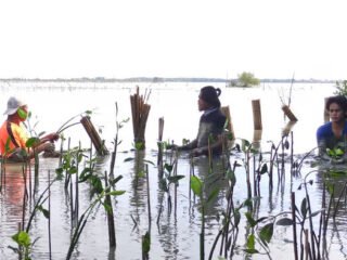 LindungiHutan soroti peran komunitas Tripari di Semarang dalam pelestarian lingkungan melalui penanaman mangrove untuk Hari Buruh.