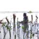 LindungiHutan soroti peran komunitas Tripari di Semarang dalam pelestarian lingkungan melalui penanaman mangrove untuk Hari Buruh.