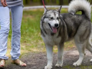 Rekomendasi Taman Kota Pet Friendly (Sumber : Unicharm Pet Indonesia)