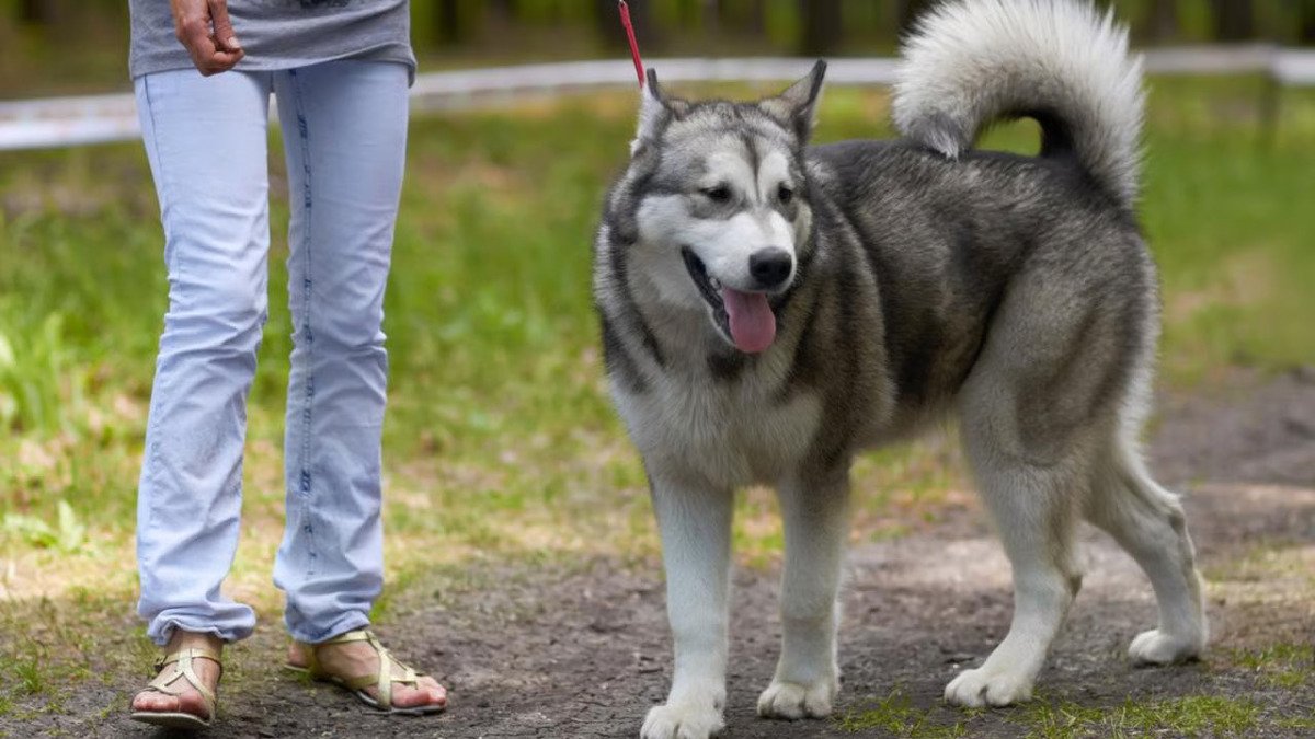 Rekomendasi Taman Kota Pet Friendly (Sumber : Unicharm Pet Indonesia)