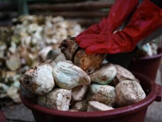 SOCFIN dan KOLTIVA bermitra untuk implementasikan sistem ketertelusuran karet, memastikan kepatuhan EUDR dan dukung petani kecil.