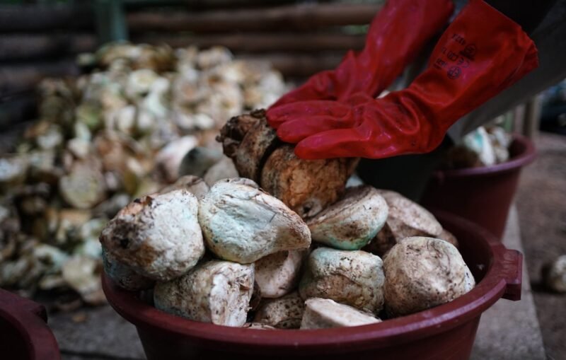 SOCFIN dan KOLTIVA bermitra untuk implementasikan sistem ketertelusuran karet, memastikan kepatuhan EUDR dan dukung petani kecil.