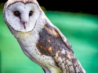 burung hantu musuh alami pembasmi tikus sawah