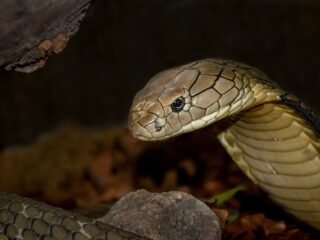King Cobra: Bukan Jenis Ular Cobra! Lantas Apa?