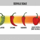 Skala Scoville mengukur kepedasan cabai secara ilmiah. Ketahui jenis cabai, manfaat, dan pentingnya memahami level pedas.
