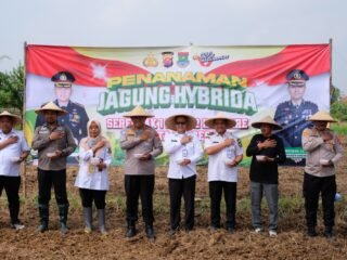 Penanaman jagung serentak di Kresek digelar sebagai bagian program 1 desa 2 hektare, dukung swasembada pangan dan diserap langsung oleh Bulog.