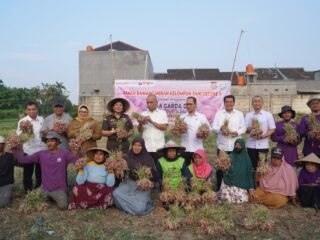Bupati Tangerang Hadiri Panen Bawang Merah Poktan Cecere A dalam Program Jaga Desa
