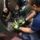 Tim Damkar Pamulang evakuasi ular sanca 1,5 meter yang masuk ke bodi motor warga Tangsel. Proses dramatis berlangsung aman.
