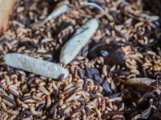 Inovasi Pasar Saraswati Ciledug: budi daya maggot kurangi 3 ton sampah organik per hari, hasil olahan bisa diambil gratis.