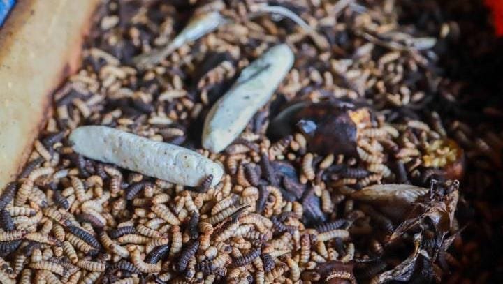 Inovasi Pasar Saraswati Ciledug: budi daya maggot kurangi 3 ton sampah organik per hari, hasil olahan bisa diambil gratis.