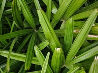 Fakta Ilmiah di Balik Warna Hijau pada Daun Suji dan Pandan