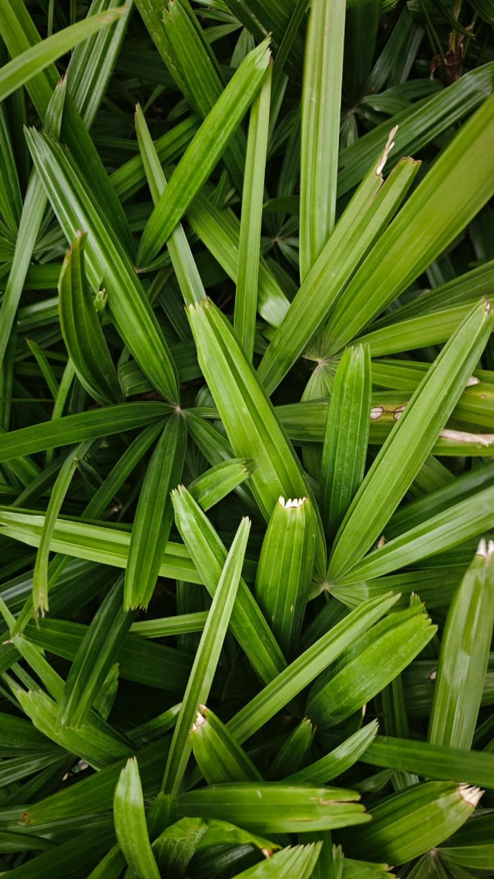 Fakta ilmiah tentang klorofil pada daun suji dan pandan yang membuat keduanya hijau, serta cara menjaga warnanya tetap cerah saat diolah.