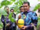Bupati Tangerang panen melon hidroponik di Curug Wetan. Milenial Hydrofarm dorong pertanian modern dan ekonomi warga.