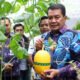 Bupati Tangerang panen melon hidroponik di Curug Wetan. Milenial Hydrofarm dorong pertanian modern dan ekonomi warga.