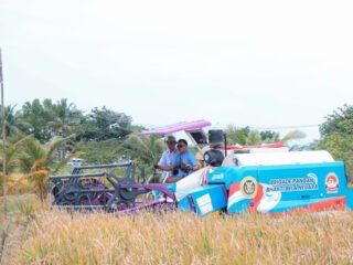 Padi Organik PS-08, Varietas Unggul Banten Siap Jadi Lumbung Padi Nasional