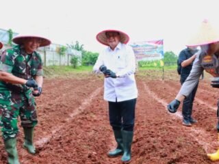 Bupati Maesyal Rasyid Pimpin Tanam Jagung Hibrida Serentak di Panongan