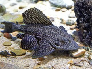 Ikan Sapu-Sapu Marak Dimusnahkan, Ini Alasan dan Bahayanya bagi Kesehatan