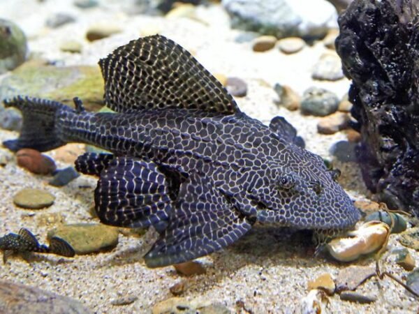 Ikan Sapu-Sapu Marak Dimusnahkan, Ini Alasan dan Bahayanya bagi Kesehatan