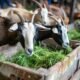 7 Tips Memilih Kambing Kurban yang Sehat dan Layak Jelang Idul Adha