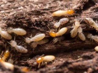 Ancaman Rayap pada Hunian yang Sering Diabaikan Pemilik Rumah