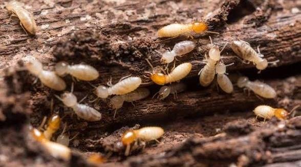 Ancaman Rayap pada Hunian yang Sering Diabaikan Pemilik Rumah