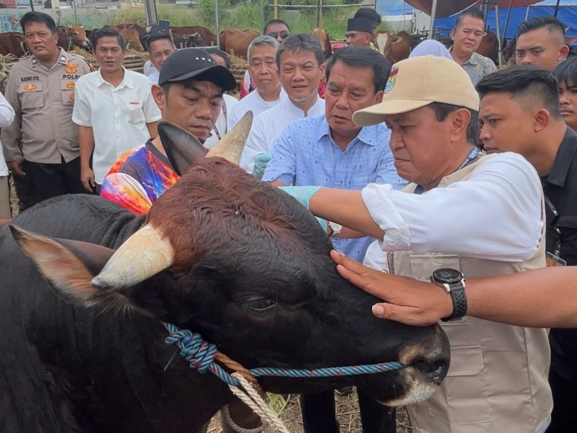 Pemkab Tangerang perketat pengawasan hewan kurban jelang Idul Adha, pastikan semua lapak memenuhi standar ASUH dan aman dikonsumsi.