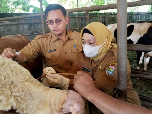 Wabup Tangerang Pantau Kesehatan Hewan Kurban di Pagedangan Jelang Idul adha