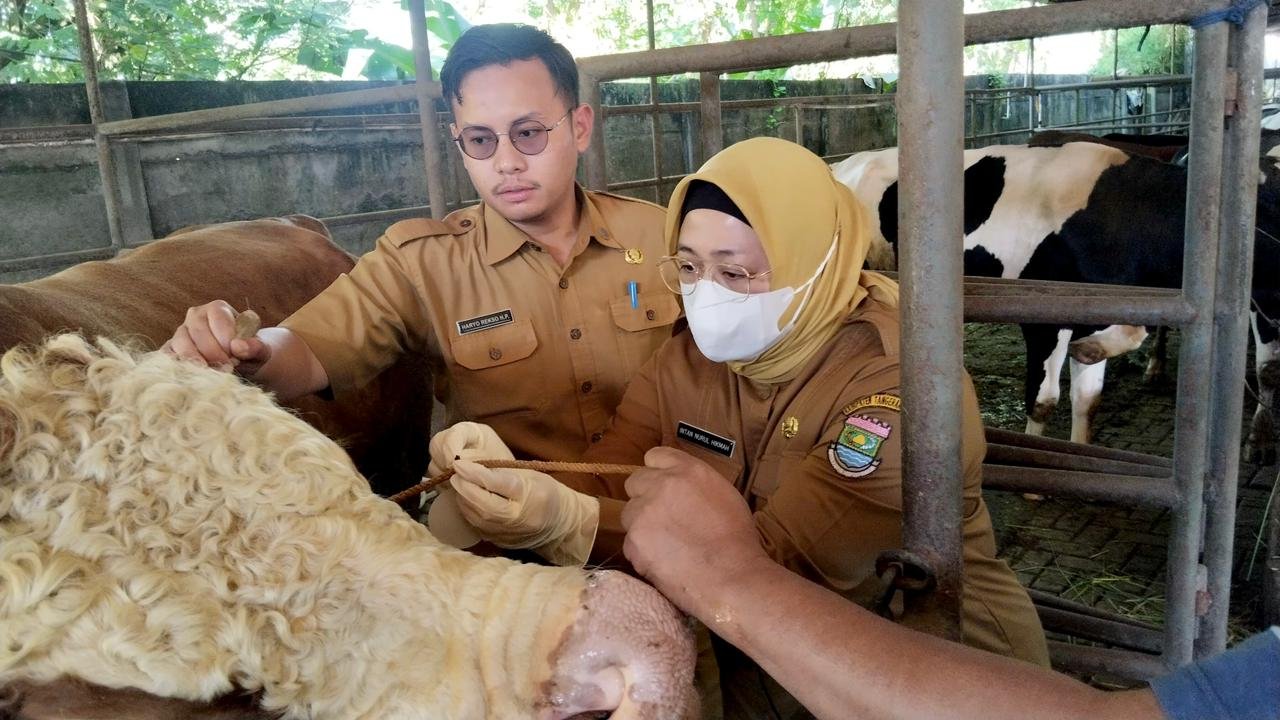 Wabup Tangerang Intan Nurul Hikmah pantau kesehatan hewan kurban di Pagedangan jelang Iduladha 1447 H untuk pastikan hewan sehat.