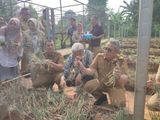 Panen Perdana Bawang Merah Varietas Batu di Tangsel, Benyamin Siap Kaji Kerja Sama Pengembangan Pupuk Mikroba
