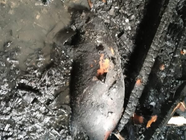 Kebakaran Ruko Material di Tangsel, Seekor Babi Peliharaan Mati Terjebak di Lantai Dua