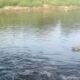 Sungai Cisadane Menghitam, DLHK Banten Telusuri Dugaan Pencemaran Industri