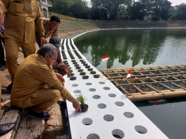 Pemkot Tangsel Uji Coba Tanam Padi Apung di Tandon Ciater, Panen Ditargetkan Januari 2027