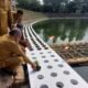 Pemkot Tangsel Uji Coba Tanam Padi Apung di Tandon Ciater, Panen Ditargetkan Januari 2027